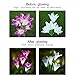 Solar Garden Lights Outdoor, 2 Pack Solar Powered Lights with 8 Lily Flower, Multi-Color Changing LED Solar Stake Lights for Garden, Patio, Backyard (Yellow/White) (Calla Lily（White.Purple）)