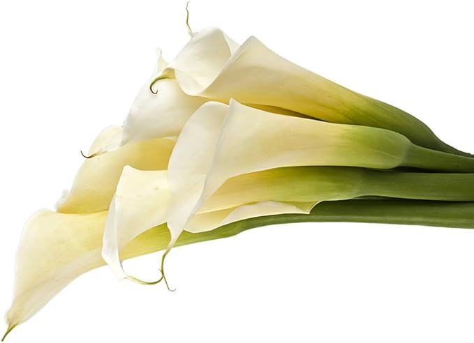 Amazon Com Vistaflor Wholesale Calla Lilies 50 Stems Fresh Cut Format Lily Flowers Everything Else