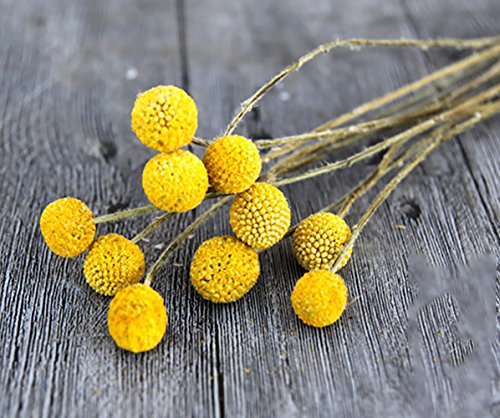 KALOR Dried Flowers Branch Farmhouse Stylet Craspedia Yellow Billy Balls For Home Decor DIY 10 Stems