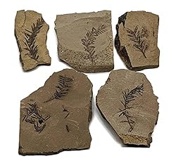 The Geode Mine Genuine Fossilized Leaf from The