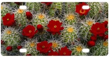 Cactus License Plate with Vivid color and Detail Images-12" X 6" inches