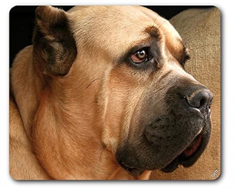 Amazoncom 1art1 Dogs Mouse Pad Cane Corso Italian