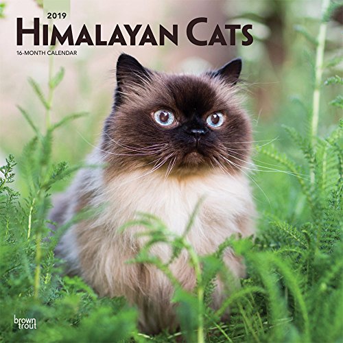 Himalayan Cats 2019 12 x 12 Inch Monthly Square Wall Calendar, Animals Cats Himalayan (Multilingual by 