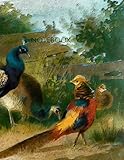 Notebook: colorful peacock golden pheasant bird birds fowl fowls poultry by Wild Pages Press