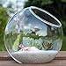 Mkono Plant Terrarium Display Glass Tabletop Succulent Air Plant Planter Globe Microlandschaft House, S