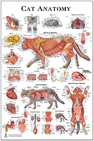 Anatomy of the Cat ほか猫解剖学関連書籍　４点セット Pictorial Anatomy of the Cat, Revised Edition: Gilbert, Stephen G