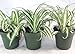 Ocean Spider Plant - 4'' Pot 3 Pack for Better Growth - Cleans the Air/Easy to Grow by Jmbamboo
