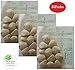 Nuez de la India 5 Packs ( 60 Seeds) 100% Natural