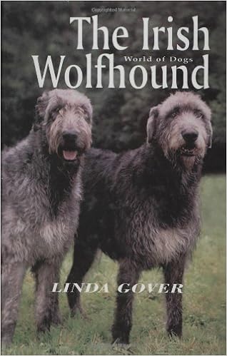 irish wolfhound labradoodle