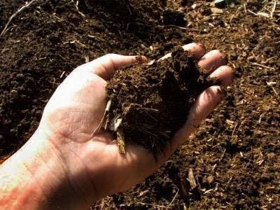 Buy Black Soil Forest Soil 5kg Online At Low Prices In India Amazon In