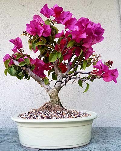 Green Paradise - Live Bougainvillea Bonsai 6 Years Old Flower Plant With Bonsai Pot