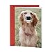 Hallmark 0349VFE6862 Shoebox Valentine's Day Greeting Card (Smiling Dog)