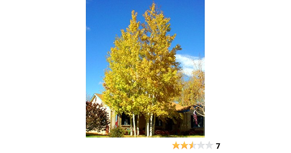 Amazon Com 50 Quaking Aspen Tree Semillas Populus Tremuloides Patio Cesped Y Jardin
