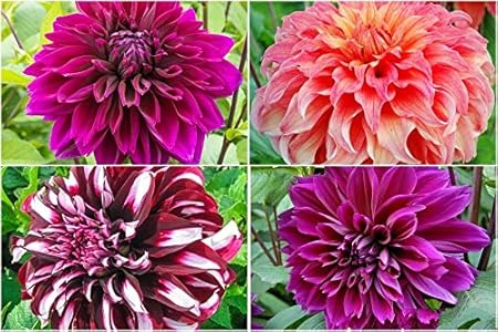 FERNSFLY Flower Bulbs IMP. Dahlia | Dhalia | Dahalia Perennial Flower Bulbs Excellent Quality Attractive Aromatic Flower Home Outdoor Gardening Flowering Bulbs (Pack Of 6 Mutli Collection)