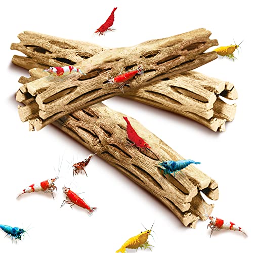 SunGrow Cholla Wood