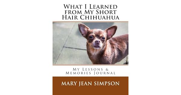 What I Learned From My Short Hair Chihuahua My Lessons Memories