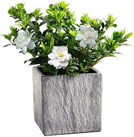 Onbio Flowers Seeds Gardenia Flower Seeds Home Garden Balcony Decoration Bonsai Seeds