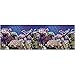 Vepotek Aquarium Background Ocean Seabed/Coral Reef Double Sides (72X24H)