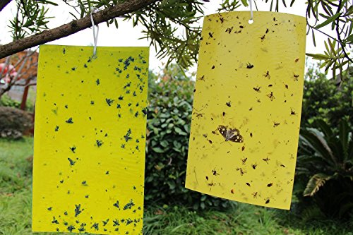 G2PLUS® 15x20cm Yellow Dual Sticky Fly Traps for Aphid Insects White Flies, Aphids, Fungus Gnats,Leaf Miners 10 PCS G2PLUS® 15x20cm Yellow Dual Sticky Fly Traps for Aphid Insects White Flies, Aphids, Fungus Gnats,Leaf Miners 10 PCS