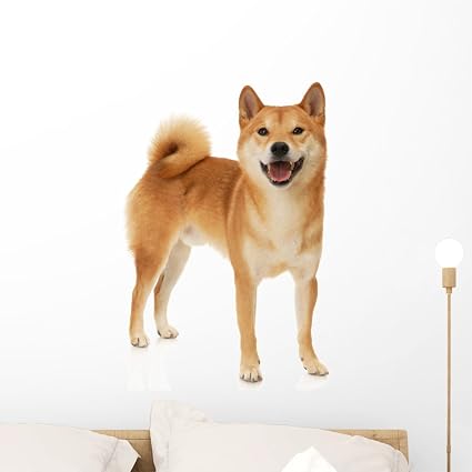 Amazoncom Wallmonkeys Shiba Inu Dog Wall Decal Peel And