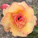 Rare Adenium Obesum, Double Flower, Grafted Mature Plant, Easy Care, Desert Rose Plant, New Hybrids, Not Just Seeds (63 Tong Lhung Pra)