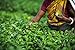Basilur | High Grown Darjeeling | Ultra-Premium Loose Leaf Black Tea | Specialty Classics Collection | Free Tea Brewing Filters inside | 100g / 3.52oz. per Tin (Pack of 2)