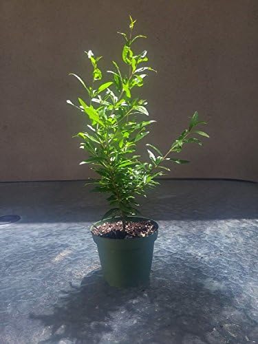 Dwarf Pomegrante Tree Container / Patio/ Bonsai Size In 4" Pot Mature Easy Care