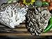 Maitake Mushroom Mycelium Plug Spawn - 50 Count - Grow Gourmet Mushrooms At Home!