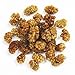 Sun-Dried White Mulberries - Healthy Snack - No Sugar Added - USDA Organic - 10 oz