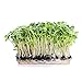 1.5 Lb Organic Non-GMO Black Oil Sunflower Microgreens Seeds and Sprouting Seeds (Shell On) - Edible Sun Flower Micro Green Seeds, Organic Sprout Seeds, Seeds for Sprouting, and Sprout Mix primary