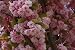 Prunus Serrulata Japanese Sakura Flowering Cherry Bonsai Tree Seed variant