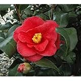 Greensboro Red Camellia Japonica - Live Plant - Quart Pot