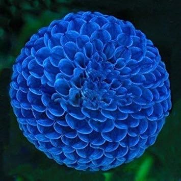 Amazon Sooggi 100粒 青いダリアの種 きれいに咲く 植物種子 花 有機 観葉植物 高い発芽率 簡単な栽培 ホームガーデンの装飾 花