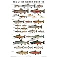 Trout of North America Poster