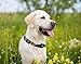 Pets First NHL ST.LOUIS BLUES COLLAR for DOGS & CATS, Large. - Adjustable, Cute & Stylish! The Ultimate HOCKEY FAN Collar!