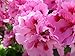 55 Martha Washington Geranium Seeds - DH Seeds - UPC0687299670987 - Pink and Dark Pink Blooms
