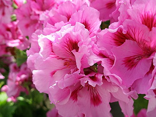 55 Martha Washington Geranium Seeds - DH Seeds - UPC0687299670987 - Pink and Dark Pink Blooms