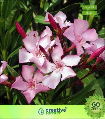 Pinkdose Caja de Rosa India oleandro: Amazon.es: Jardín