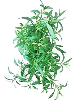 Ysop-Kraut - Ysop-Küchenkraut im großen 12er-Topf - Ysop-Pflanze vom Gärtner | aromatische Ysop-Pflanze in bester Qualität