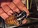 Madagascar Hissing Cockroach Adult Breeding Pair of (Gromphadorhina portentosa) by Honeybees100