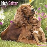 Irish Setter Calendar - Dog Breed Calendars - 2019 - 2020 Wall Calendars - 16 Month by Avonside (Mul by 
