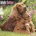 Irish Setter Calendar - Dog Breed Calendars - 2019 - 2020 Wall Calendars - 16 Month by Avonside (Mul by 