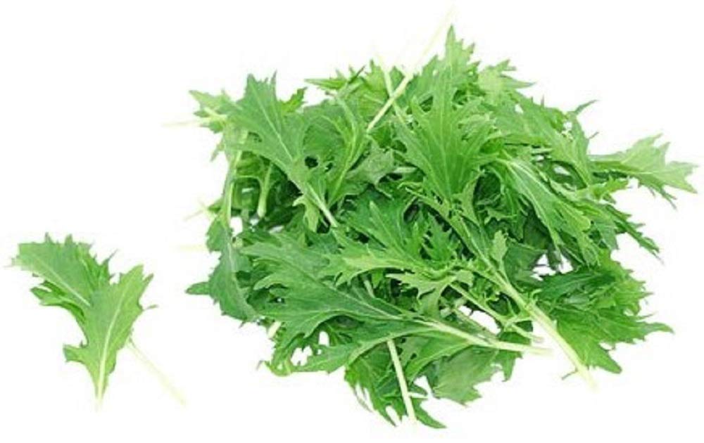 Mizuna Mustard Green Seeds - 100 Count Seed Pack - Non-GMO - A Leafy Green Vegetable with Thin Stems and a peppery, Slightly Bitter Flavor. - Country Creek LLC