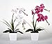 FANStek 2AA LED Lighted Artificial Orchid Arrangement-Battery Operated Orchid Pot with 9 Lights (White)