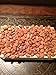 Apricot Kernels/Seeds (2 Pounds / 908 grams) Hunza Gold Bitter Certified Organic Raw