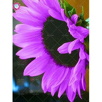 pink sunflower seeds