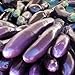 40 Seeds, Eggplant "Long Purple" (Solanum melongena) Seeds By Seed Needs)