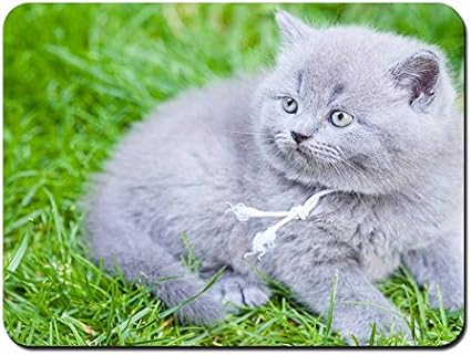 Amazon ブリティッシュショートヘア グレー子猫 草 パターンカスタムの マウスパッド 動物 22cmx18cm Bingbongbu マウスパッド 通販