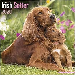 irish setter amazon