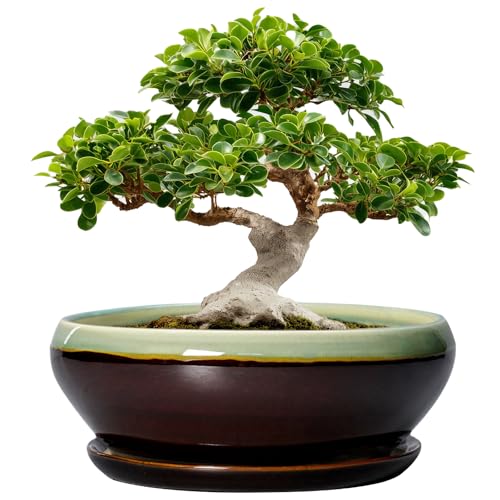 SQOWL Bonsai Pots